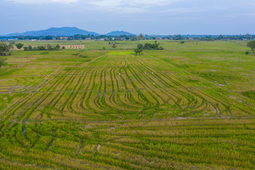Fototapeta na wymiar Aerial drone image of Beautiful Paddy village rice farm view at Kota Belud, Sabah, Borneo