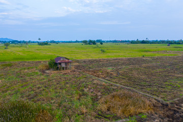 Aerial drone image of Beautiful Paddy village rice farm view at Kota Belud, Sabah, Borneo