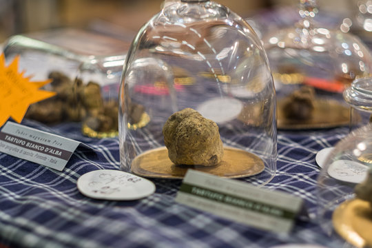 A white truffle of Alba on display