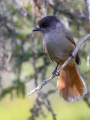 Siberian jay