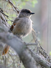 Siberian jay