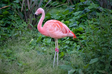 フラミンゴ