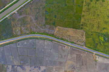 Aerial drone image of Beautiful Paddy village rice farm view at Kota Belud, Sabah, Borneo