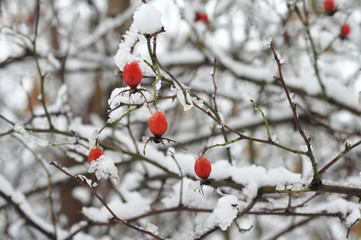 red rosehip on a branch in the snow. winter landscape. wild berry. for design, article, print, calendar. beautiful background