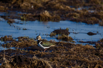 Northern lapwing bird (Vanellus vanellus) on agriculture field.