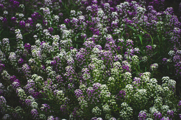Obraz premium purple flowers in the garden