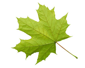 Green maple leaf isolated