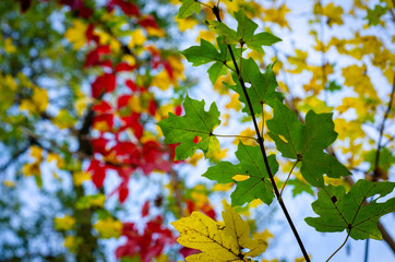 Fototapeta premium autumn leaves