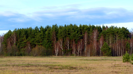 landscape with trees and blue sky