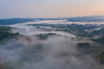 Aerial drone image of beautiful tropical rainforest forest in Sabah  Borneo (image slightly soft focus and noise)