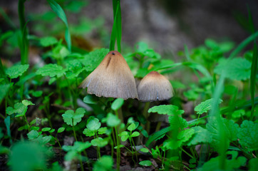mushroom in forest