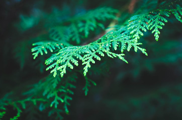 fern in forest