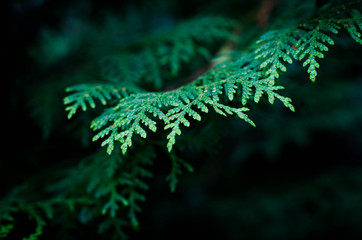 fern in forest