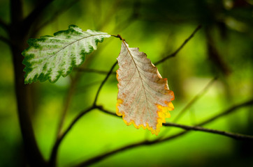 Obraz premium leaves