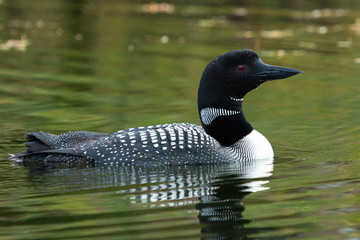 Alaska Loon