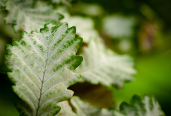 green fern leaf