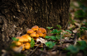 mushrooms in forest