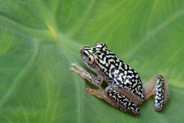 Colorful Reed Frog (Heterixalus alboguttatus) on leaf