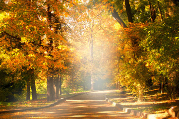 Empty path road in park with autumnal trees with yellow fall leaf foliage. Outdoor botanical garden relaxation, travel to fairytale, journey into fabulous golden autumn forest.