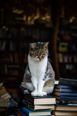 cat in front of the wall