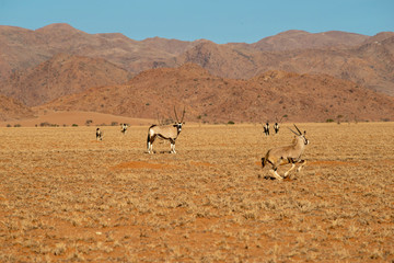 oryx herd in Namibia