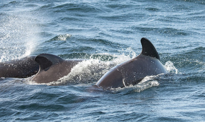 Fototapeta premium Long-finned Pilot Whale