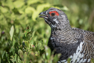 Spruce Grouse