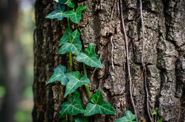 trunk of tree with green leaves