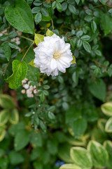 ガーデニング薔薇