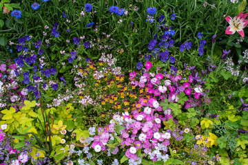 purple flowers in the garden
