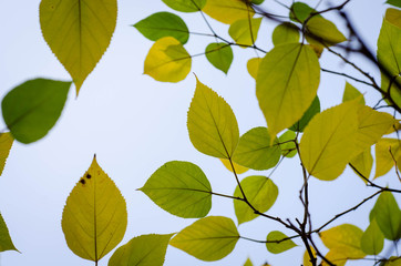 green leaves of tree