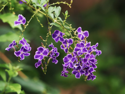 close up duranta repens flower