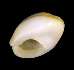 Seashell isolated on a black background
