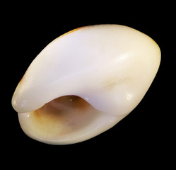 Seashell isolated on a black background