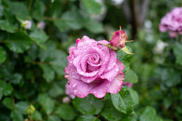 雨上がりの薔薇