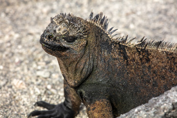 Marine Iguana