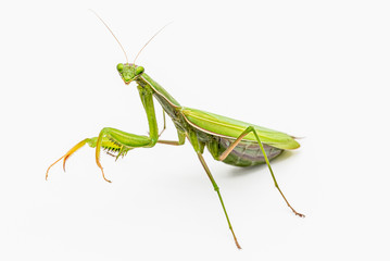 Observing religious mantis