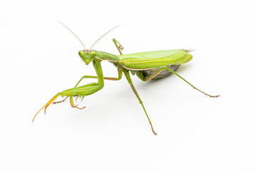Observing religious mantis