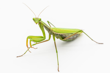 Observing religious mantis