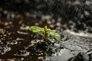 Fresh seedling in fertile soil under rain, space for text