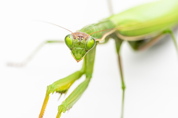 Observing religious mantis