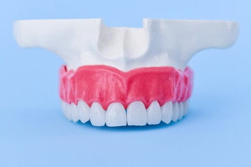 Upper human jaw with teeth and gums anatomy model