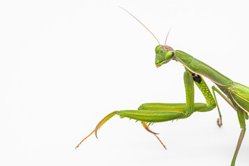 Observing religious mantis
