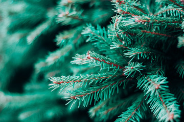Spruce in neo mint color. Trendy mint background.