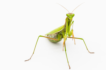 Observing religious mantis