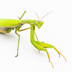 Observing religious mantis