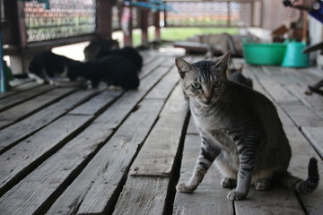 Sitting Cat in Jumping Cat Monastery (Myanmar)