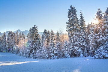 Winter nature landscape on bright clear sunny morning. Frosty Christmas trees in snow.