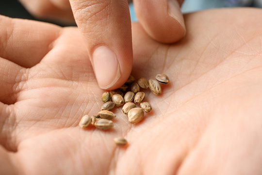 Woman holding raw organic hemp seeds, closeup
