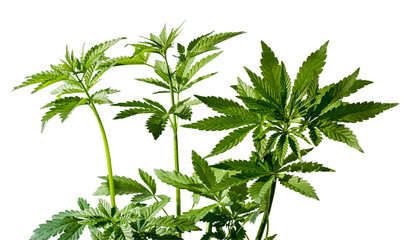 Several cannabis plants plant isolated on the white background. Selective focus.